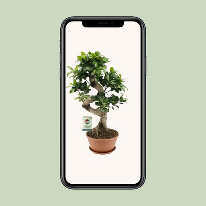 Ficus Ginseng - Ø22cm - ↨60cm