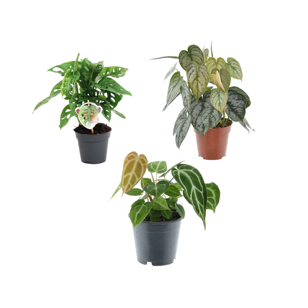 Grüner Mix – 3 Pflanzen: Monstera obliqua 'Monkey Leaf' – 25 cm – Ø12 | Philodendron Brandtianum – 35 cm – Ø12 | Anthurium Chrystallium – 35 cm – Ø12