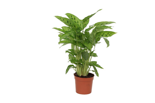 Calathea Leopardina - ↨40 cm - Ø12cm