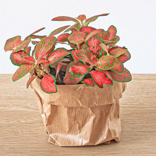 Fittonia Oranje - Roze - Ruby Lime - Mozaiekpflanze