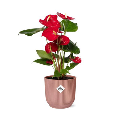 Anthurium Red 12 cm in ELHO Vibes Fold 14 cm Rosa