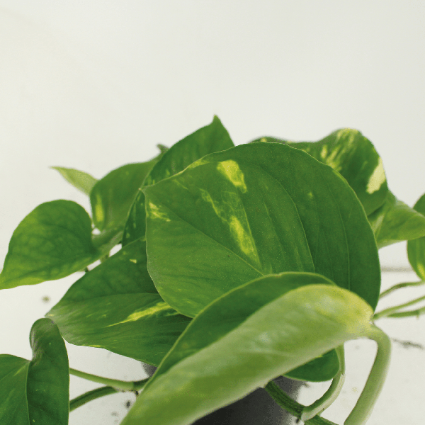 2x Epipremnum Aureum - Scindapsus - 20cm - Ø12cm