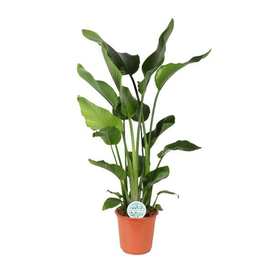 Strelitzia Nicolai - Ø24cm - ↨110cm