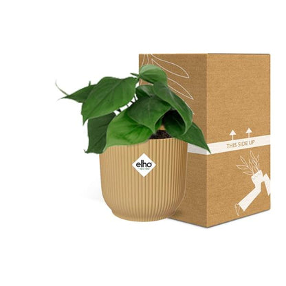 Philodendron Scandens in ELHO Vibes Fold – 14 cm – Gelb