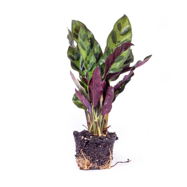 Calathea Lancifolia - Pauwenplant (Rattlesnake Plant)