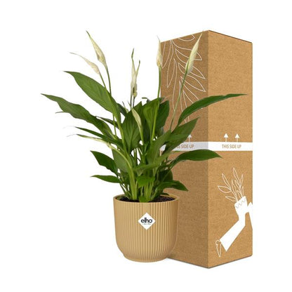 Spathiphyllum 12 cm 'Torelli' in ELHO Vibes Fold 14 cm Gelb