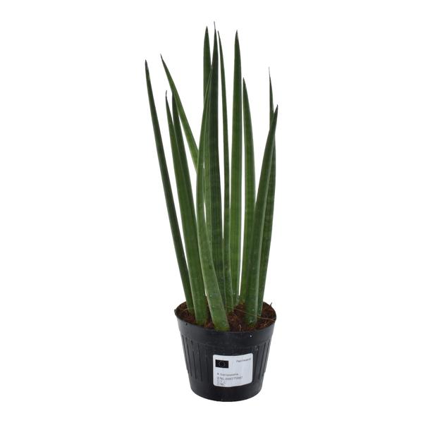 Sansevieria cylindrica 'Bacularis' / Mikado – ↨38cm – Ø 10,5 cm