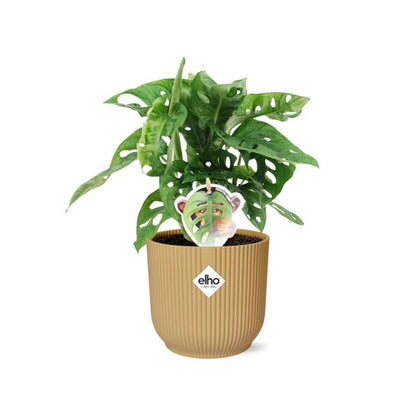 Monstera ‘Monkey Leaf’ in ELHO Vibes Fold 14 cm Gelb