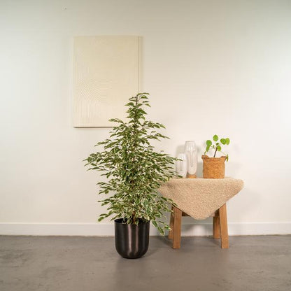 Ficus Benjamina Twilight - Ø21cm - ↨95cm + Topf Mayk Lead