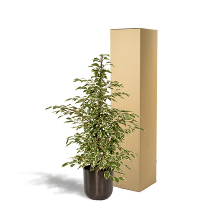 Ficus Benjamina Twilight - Ø21cm - ↨95cm + Topf Mayk Lead