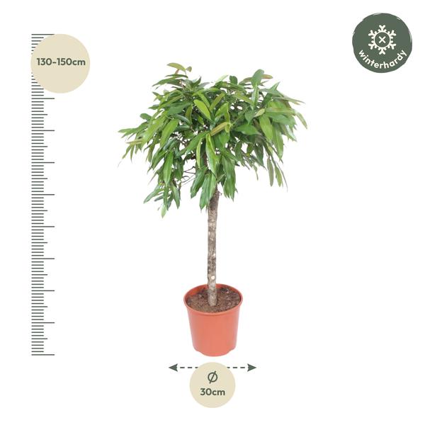 Ficus Amstel King - 140 cm - Ø30cm