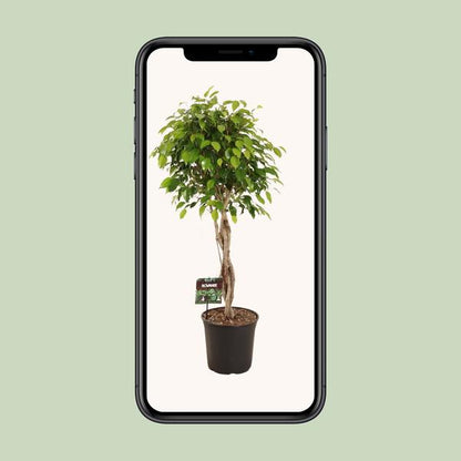 Ficus Benjamina Exotica - Ø27cm - ↨120cm