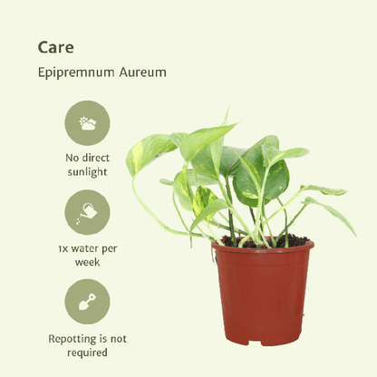 2x Epipremnum Aureum - Scindapsus - 20cm - Ø12cm