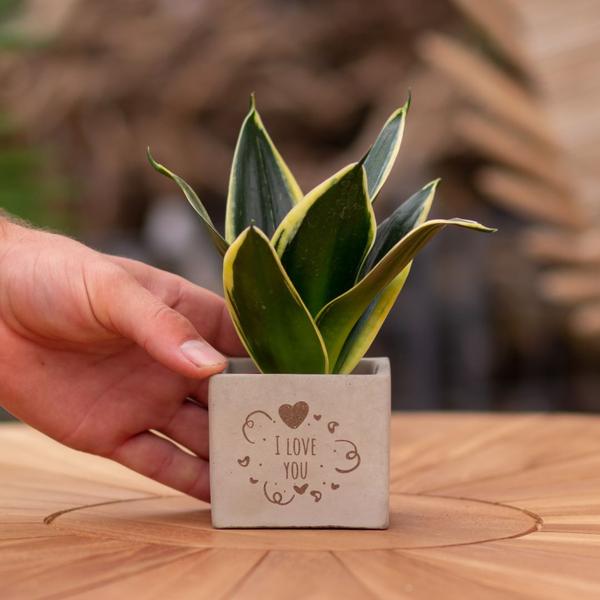 Congreetz® Pflanzentopf + Sansevieria | I love you