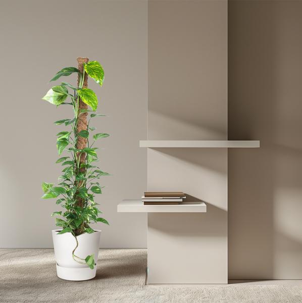 Epipremnum Pinnatum Mosstok – 150 cm – Ø27 cm