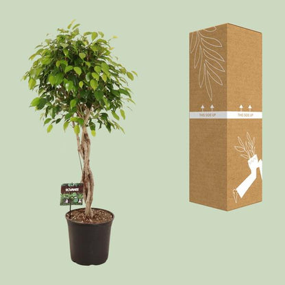 Ficus Benjamina Exotica - Ø27cm - ↨120cm