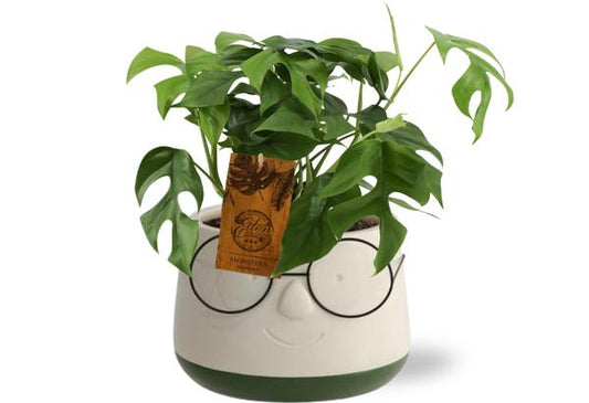 Monstera Minima - Ø12cm - ↨30cm | Pot Bril D13,5x9,5cm - Grün