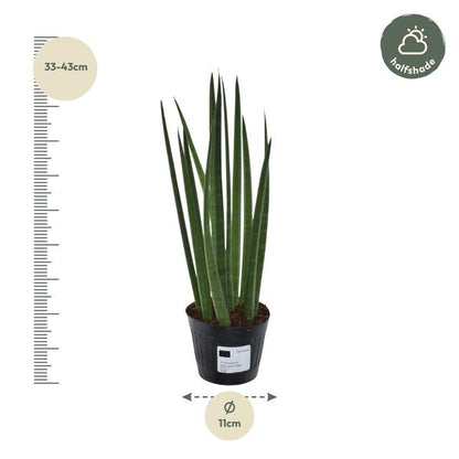 Sansevieria cylindrica 'Bacularis' / Mikado – ↨38cm – Ø 10,5 cm