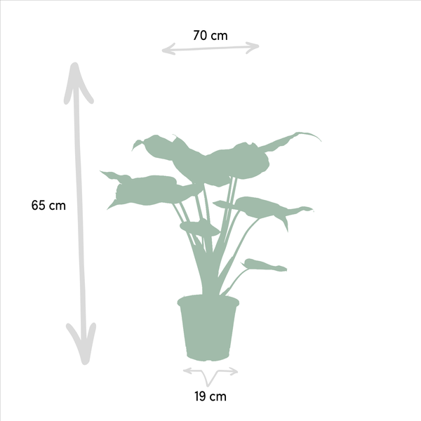 Alocasia Zebrina - Ø19cm - ↨75cm + Alocasia Cucullata - Ø19cm - ↕60cm + Alocasia Lauterbachiana - Ø19cm - ↕75cm