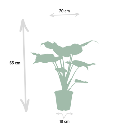 Alocasia Zebrina - Ø19cm - ↨75cm + Alocasia Cucullata - Ø19cm - ↕60cm + Alocasia Lauterbachiana - Ø19cm - ↕75cm