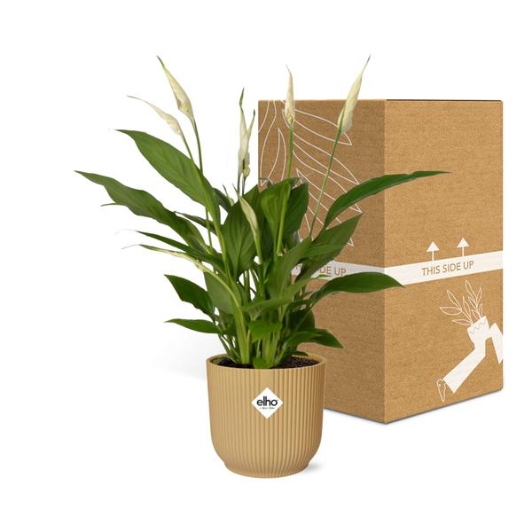 Spathiphyllum 12 cm 'Torelli' in ELHO Vibes Fold 14 cm Gelb