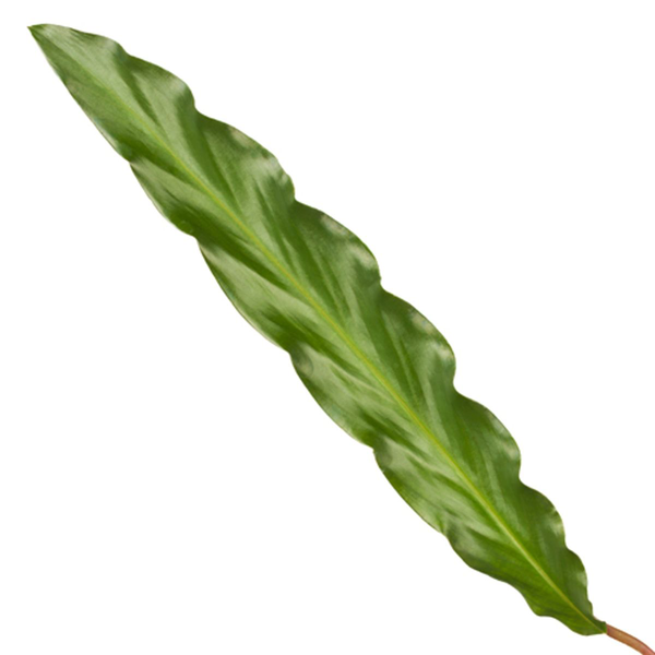 Calathea Elgergrass - ↨40cm - Ø12cm