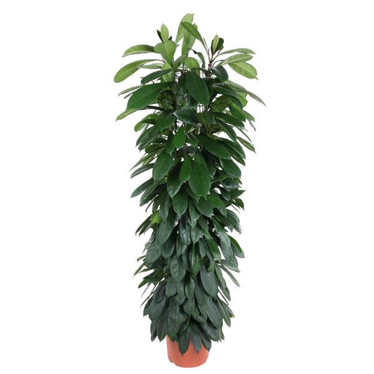 Ficus Cyatistipula Zuil - 150 cm - Ø29cm