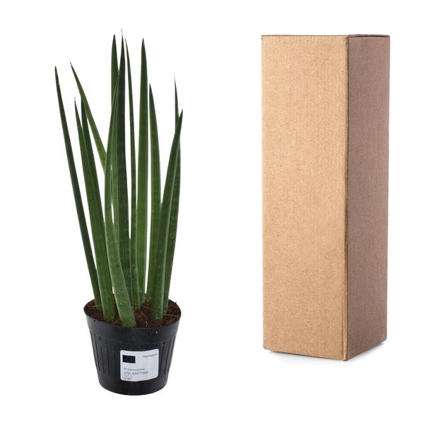 Sansevieria cylindrica 'Bacularis' / Mikado – ↨38cm – Ø 10,5 cm