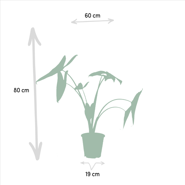 Alocasia Zebrina - Ø19cm - ↨75cm + Alocasia Cucullata - Ø19cm - ↕60cm + Alocasia Lauterbachiana - Ø19cm - ↕75cm