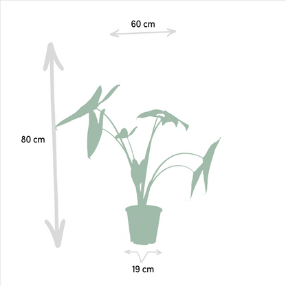 Alocasia Zebrina - Ø19cm - ↨75cm + Alocasia Cucullata - Ø19cm - ↕60cm + Alocasia Lauterbachiana - Ø19cm - ↕75cm