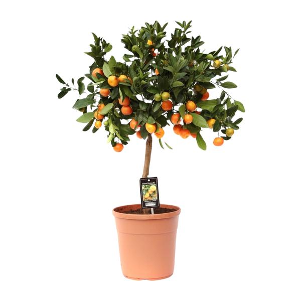 Citrus Calamondin - Ø22cm - ↨80cm