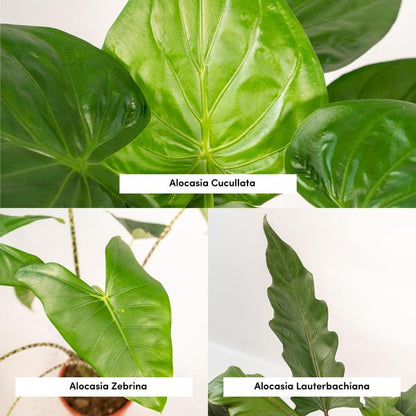 Alocasia Zebrina - Ø19cm - ↨75cm + Alocasia Cucullata - Ø19cm - ↕60cm + Alocasia Lauterbachiana - Ø19cm - ↕75cm