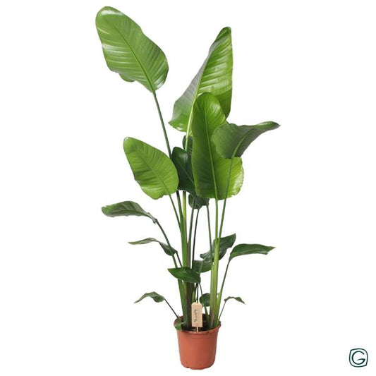 Strelitzia Nicolai 130cm - Ø21cm - ↨130cm