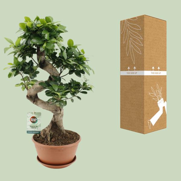 Ficus Ginseng - Ø22cm - ↨60cm