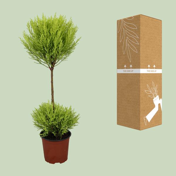 Cupressus Goldcrest Wilma - Ø14cm - ↨60cm