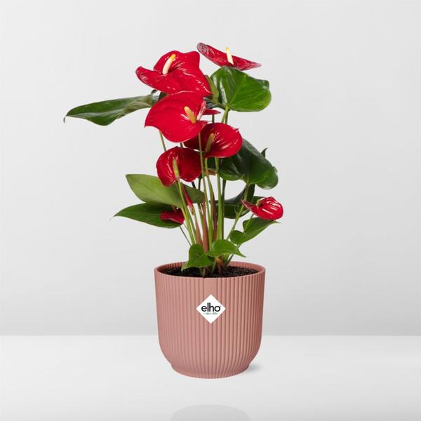 Anthurium Red 12 cm in ELHO Vibes Fold 14 cm Rosa