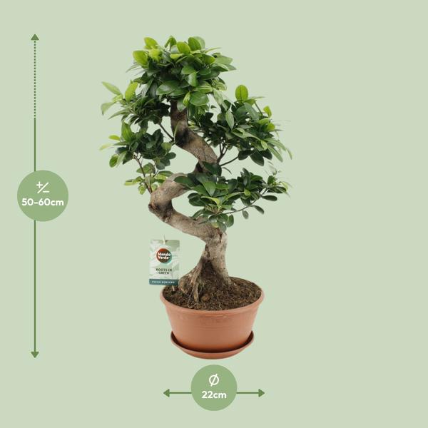 Ficus Ginseng - Ø22cm - ↨60cm