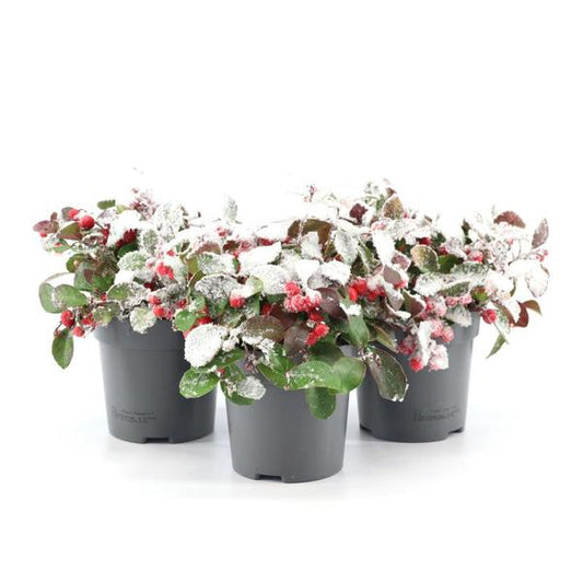 Gaultheria Pr. 'Big Berry' + Snow – 3 Stück – Ø10cm – ↨15cm