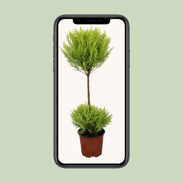 Cupressus Goldcrest Wilma - Ø14cm - ↨60cm