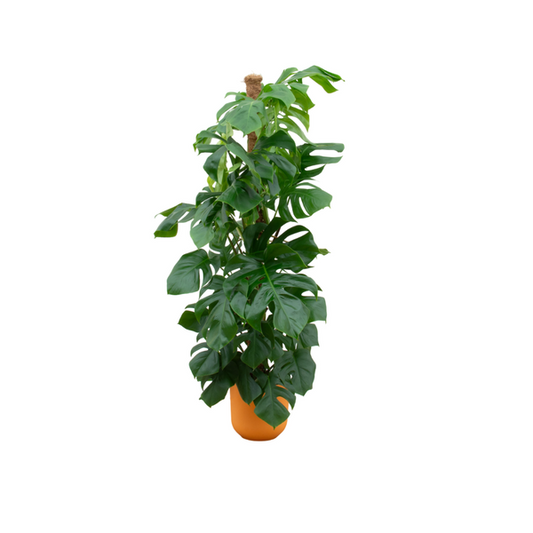 Combi-Deal – Monstera Pertusum XL inkl. elho Jazz Round Gelb Ø26 – 150 cm