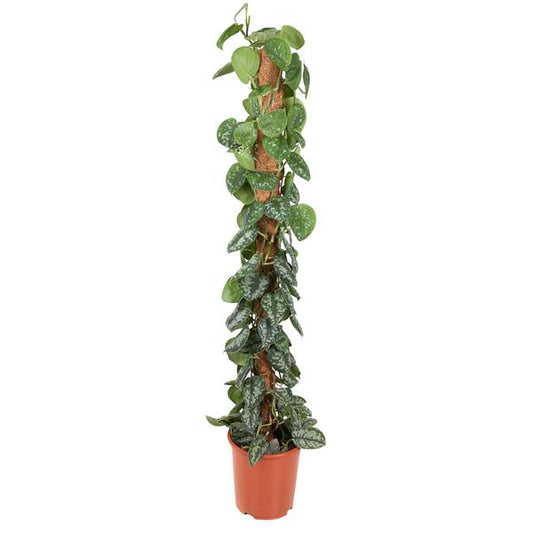 Epipremnum Pictus Trebie Mosstok – ↨150 cm – Ø27 cm