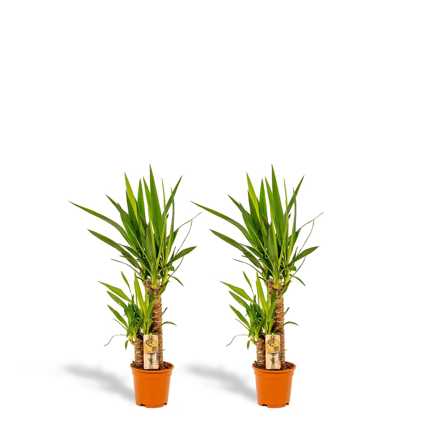 2x Yucca - ↨90cm - Ø17cm