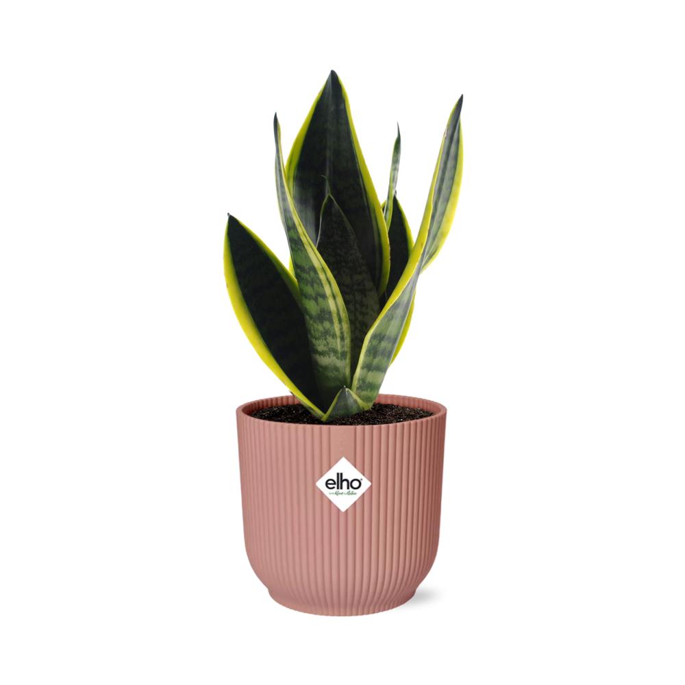 Sansevieria Futura Superba - 20cm-30cm in ELHO Vibes Fold Topf 14cm rosa