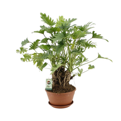 Philodendron Xanadu Stammform - Ø22cm - ↨50cm