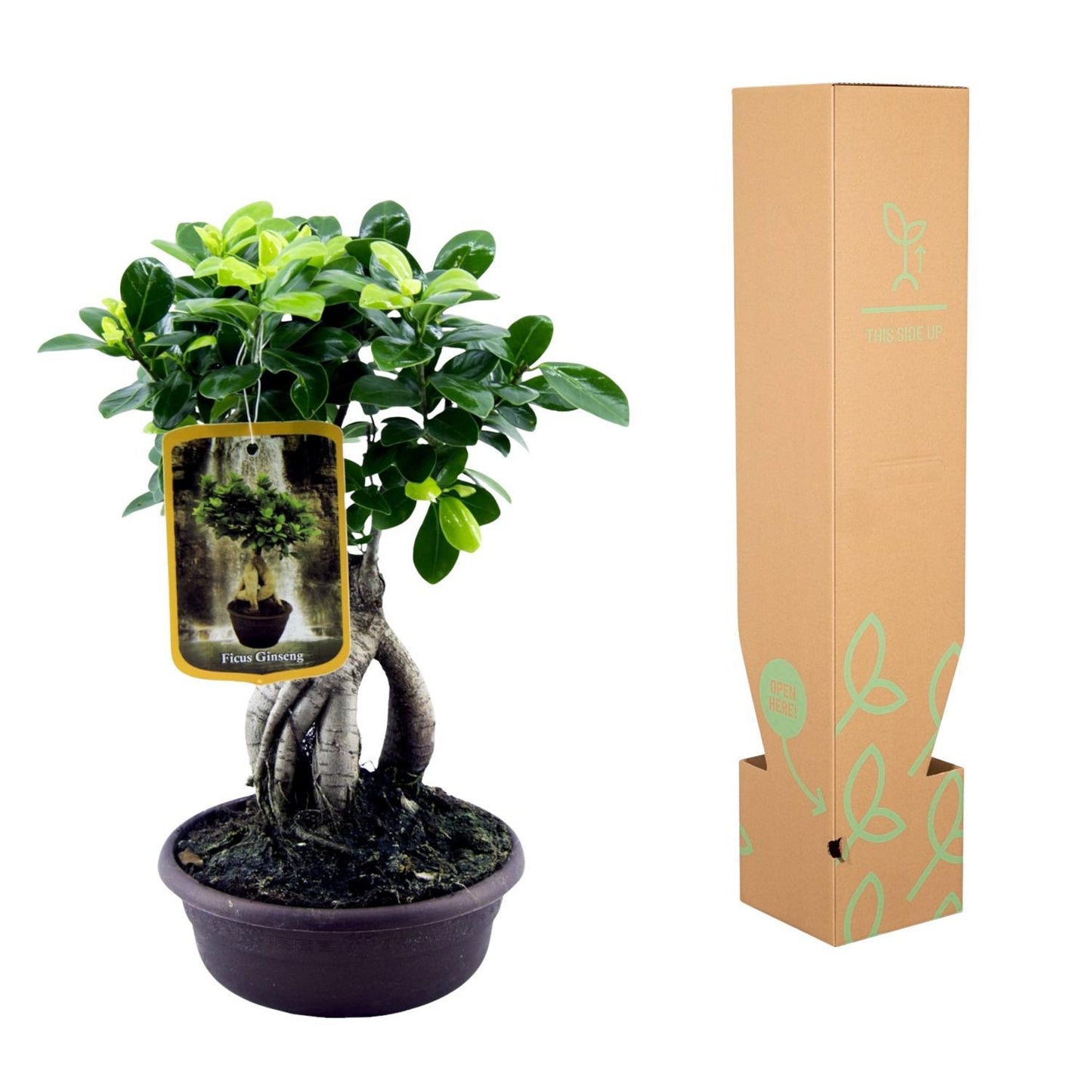 Ficus Ginseng - Chinesische Feige - ↨30cm - Ø17cm