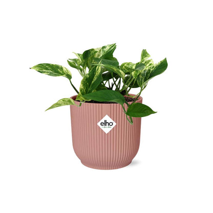 Scindapsus (Epipremnum) Marble Queen - 10cm - 20cm - in ELHO Vibes Fold Topf 14cm rosa