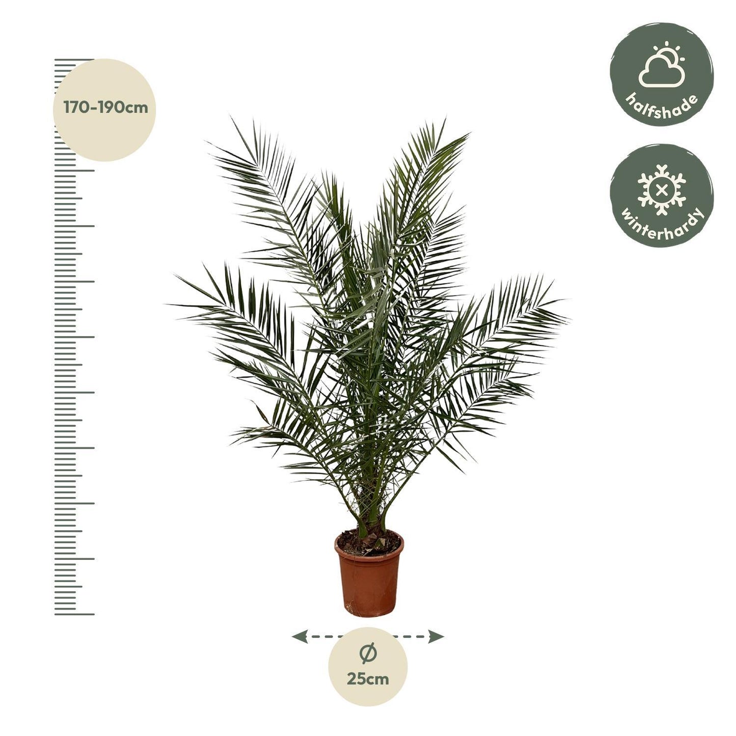 Phoenix Canariensis - ↨180cm- Ø25cm