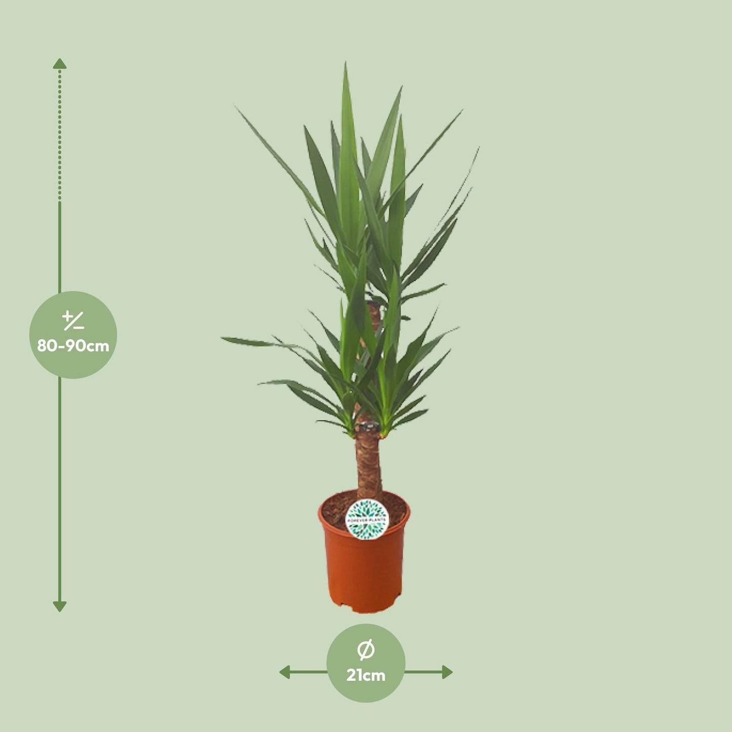 Yucca - Ø21cm - ↨90cm