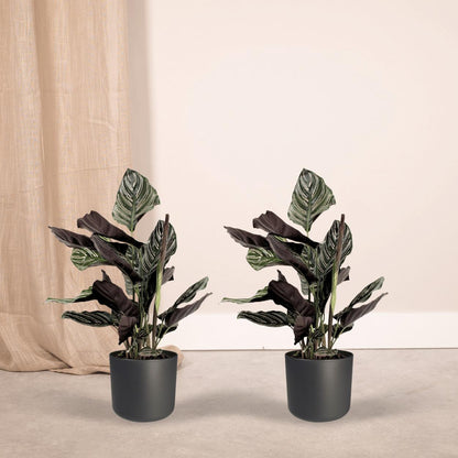 2x Calathea Ornata - Pfauenpflanze - ↨50cm - Ø14cm