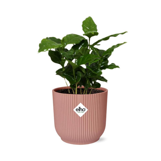 Coffea Arabica - Kaffeepflanze -20cm-30cm - in ELHO Vibes Fold 14cm rosa